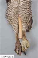鳳頭蒼鷹藏品圖，第9張